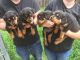 Rottweiler Puppies for sale in Montréal-Nord, Montreal, QC, Canada. price: NA