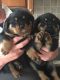 Rottweiler Puppies for sale in Albuquerque, NM 87101, USA. price: NA