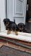 Rottweiler Puppies for sale in Cheyenne, WY 82001, USA. price: $450