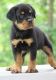 Rottweiler Puppies for sale in Baltimore, MD, USA. price: $600