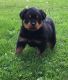 Rottweiler Puppies for sale in S First Colonial Rd, Virginia Beach, VA 23454, USA. price: $500