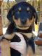 Rottweiler Puppies for sale in S First Colonial Rd, Virginia Beach, VA 23454, USA. price: $400