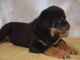 Rottweiler Puppies for sale in Virginia Beach, VA, USA. price: NA