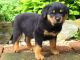 Rottweiler Puppies for sale in Virginia Beach, VA, USA. price: $300