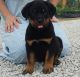 Rottweiler Puppies for sale in TX-121, Blue Ridge, TX 75424, USA. price: NA