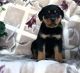 Rottweiler Puppies for sale in West Palm Beach, FL, USA. price: $600