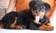 Rottweiler Puppies for sale in Madison, AL, USA. price: NA