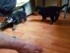 Rottweiler Puppies for sale in Brooklyn, NY, USA. price: NA