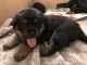 Rottweiler Puppies for sale in Nevada St, Bell, CA 90201, USA. price: NA