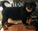 Rottweiler Puppies for sale in Massillon, OH, USA. price: $600
