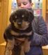 Rottweiler Puppies for sale in Chicago Heights, IL, USA. price: NA