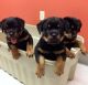 Rottweiler Puppies for sale in Calabasas, CA, USA. price: NA