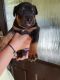 Rottweiler Puppies for sale in Olivehurst Ave, Olivehurst, CA 95961, USA. price: NA