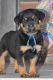 Rottweiler Puppies for sale in Allston, MA 02134, USA. price: NA