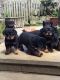Rottweiler Puppies for sale in Baltimore, MD, USA. price: $400