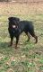 Rottweiler Puppies for sale in North Augusta, SC, USA. price: $800