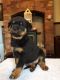 Rottweiler Puppies for sale in Elizabethtown, PA 17022, USA. price: NA