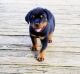 Rottweiler Puppies for sale in Rowland, PA, USA. price: NA