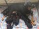 Rottweiler Puppies for sale in George Washington Bridge, New York, NY, USA. price: NA