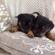 Rottweiler Puppies for sale in Irvine, CA, USA. price: NA