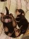 Rottweiler Puppies for sale in Manchester, NH, USA. price: NA