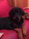 Rottweiler Puppies for sale in Newark, NJ 07101, USA. price: NA