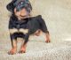 Rottweiler Puppies for sale in Duluth, GA, USA. price: $600