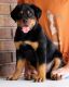 Rottweiler Puppies for sale in Duluth, GA, USA. price: NA
