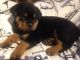 Rottweiler Puppies for sale in Brownfield, TX 79316, USA. price: NA