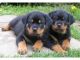 Rottweiler Puppies for sale in CA-111, Rancho Mirage, CA 92270, USA. price: NA