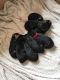 Rottweiler Puppies for sale in Chicago, IL 60602, USA. price: NA