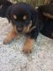 Rottweiler Puppies for sale in Virginia Beach, VA, USA. price: $450