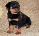 Rottweiler Puppies for sale in Marlborough, MA, USA. price: NA