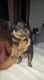 Rottweiler Puppies for sale in Belews Creek, NC 27009, USA. price: NA