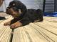Rottweiler Puppies for sale in Fernandina Harbor Marina, Fernandina Beach, FL 32034, USA. price: NA