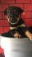 Rottweiler Puppies for sale in Austin, TX, USA. price: NA