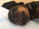 Rottweiler Puppies for sale in Cypress - Cutten, TX 77069, USA. price: NA