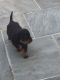 Rottweiler Puppies for sale in Warrenton Way, Colorado Springs, CO 80922, USA. price: NA