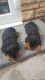 Rottweiler Puppies for sale in Fernandina Beach, FL 32035, USA. price: NA