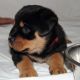Rottweiler Puppies for sale in Maryland St, El Segundo, CA 90245, USA. price: NA