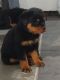 Rottweiler Puppies for sale in Fernandina Beach, FL 32035, USA. price: NA