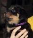 Rottweiler Puppies for sale in Reynoldsville, PA 15851, USA. price: NA