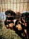 Rottweiler Puppies for sale in Reading, PA, USA. price: NA
