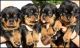 Rottweiler Puppies for sale in Califa St, Los Angeles, CA 91601, USA. price: NA