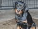 Rottweiler Puppies for sale in Green Pond, SC 29446, USA. price: NA
