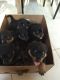 Rottweiler Puppies for sale in Florida, NY, USA. price: NA