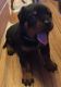 Rottweiler Puppies for sale in Austin, TX, USA. price: NA