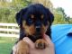 Rottweiler Puppies for sale in Winesburg, OH 44624, USA. price: NA