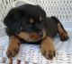 Rottweiler Puppies for sale in Medina, OH 44256, USA. price: $450