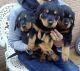 Rottweiler Puppies for sale in Altamonte Springs, FL 32701, USA. price: NA